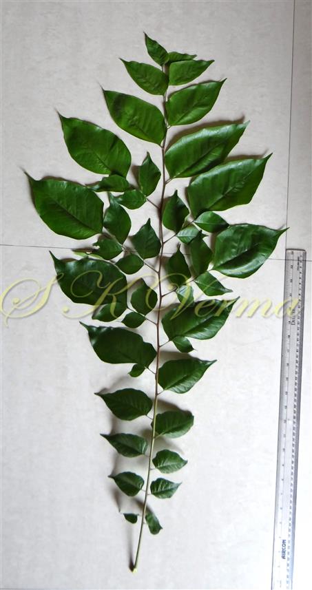  Leaf